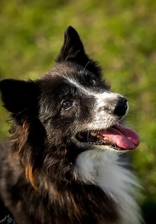 OBI - adoptuj psa, cocierpliwie czeka na miłość człowieka :), Mazowieckie, Warszawa