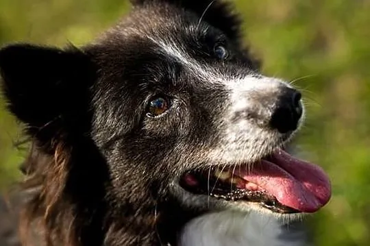 OBI - adoptuj psa, cocierpliwie czeka na miłość człowieka :), Mazowieckie, Warszawa