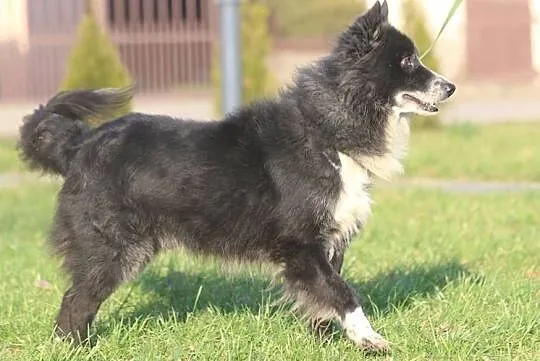 OBI - adoptuj psa, cocierpliwie czeka na miłość człowieka :), Mazowieckie, Warszawa
