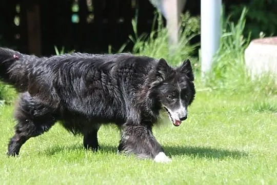 OBI - adoptuj psa, cocierpliwie czeka na miłość człowieka :), Mazowieckie, Warszawa