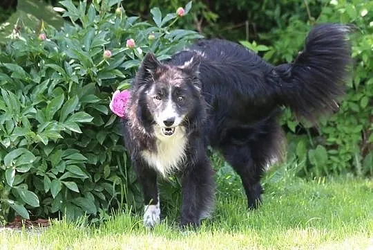 OBI - adoptuj psa, cocierpliwie czeka na miłość człowieka :), Mazowieckie, Warszawa