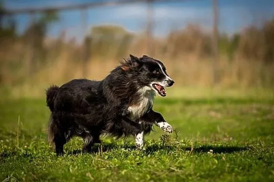 OBI - adoptuj psa, cocierpliwie czeka na miłość człowieka :), Mazowieckie, Warszawa
