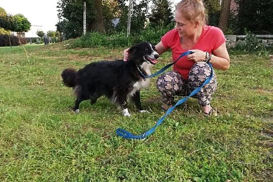 OBI - adoptuj psa, cocierpliwie czeka na miłość człowieka :), Mazowieckie, Warszawa