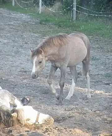 Sprzedam ogierka walijskiego