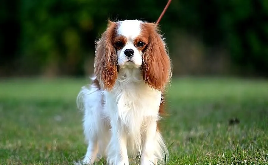 Cavalier CHAMPION - Oferta Krycia!