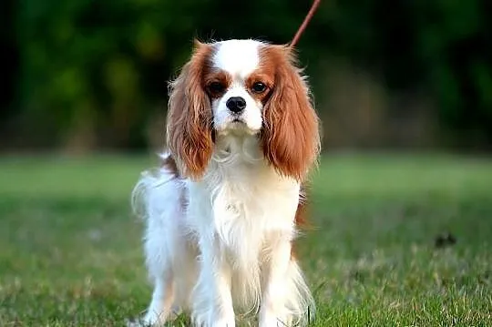 Cavalier CHAMPION - Oferta Krycia!