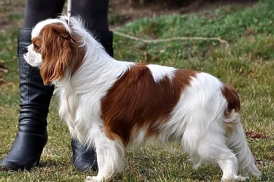 Cavalier CHAMPION - Oferta Krycia!