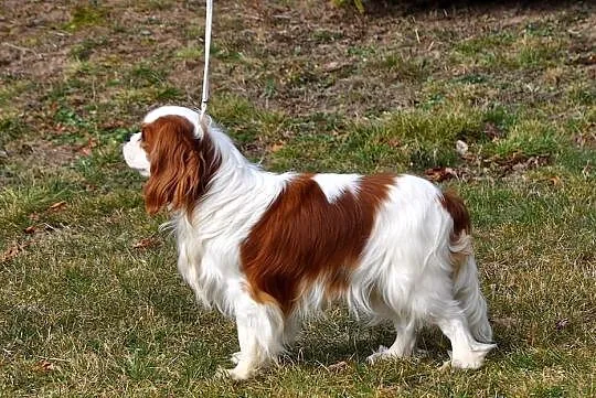 Cavalier CHAMPION - Oferta Krycia!