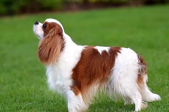 Cavalier CHAMPION - Oferta Krycia!