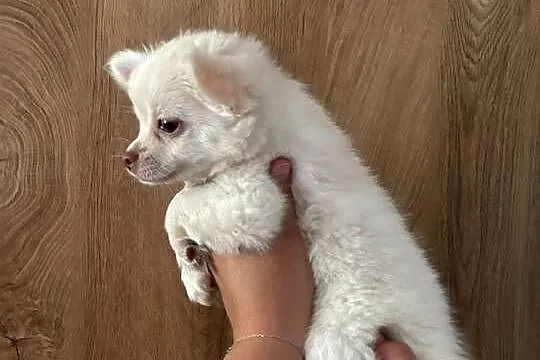 Chihuahua suczka