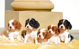 CAVALIER KING CHARLES SPANIAL, Szczeniak na sprzedaż Kontakt przez Whatsapp... +48736614543
