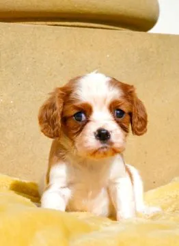 CAVALIER KING CHARLES SPANIAL, Szczeniak na sprzedaż Kontakt przez Whatsapp... +48736614543, , Giziewiczka