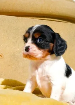 CAVALIER KING CHARLES SPANIAL, Szczeniak na sprzedaż Kontakt przez Whatsapp... +48736614543, , Giziewiczka