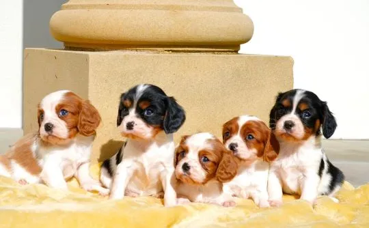 CAVALIER KING CHARLES SPANIAL, Szczeniak na sprzedaż Kontakt przez Whatsapp... +48736614543