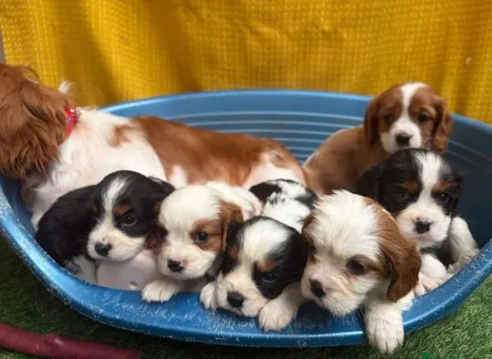 CAVALIER KING CHARLES SPANIAL, Szczeniak na sprzedaż Kontakt przez Whatsapp... +48736614543, , Giziewiczka