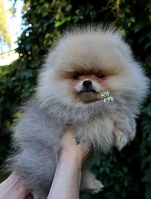 Bardzo piękna dziewczyna pomeranian, Wielkopolskie, Pleszew