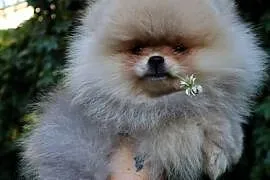 Bardzo piękna dziewczyna pomeranian
