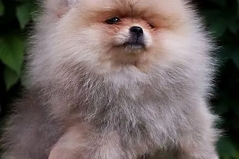 Bardzo piękna dziewczyna pomeranian, Wielkopolskie, Pleszew