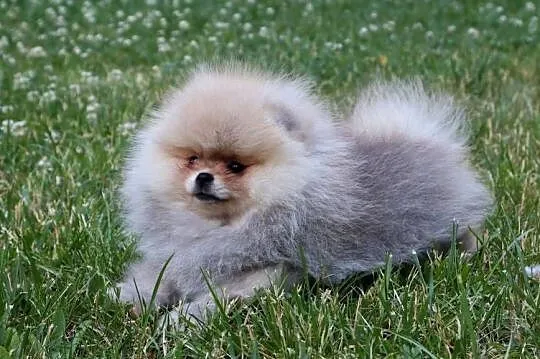 Bardzo piękna dziewczyna pomeranian, Wielkopolskie, Pleszew