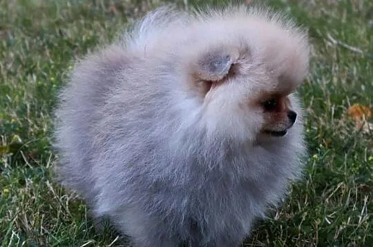 Bardzo piękna dziewczyna pomeranian, Wielkopolskie, Pleszew