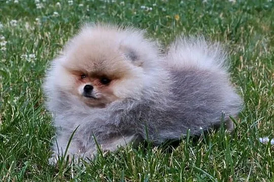 Bardzo piękna dziewczyna pomeranian, Wielkopolskie, Pleszew