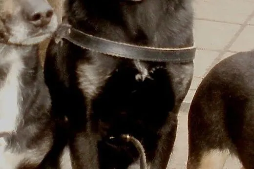 Alice cudowna sunia   ,  mazowieckie Warszawa