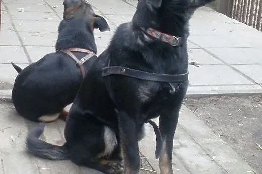 Alice cudowna sunia   ,  mazowieckie Warszawa