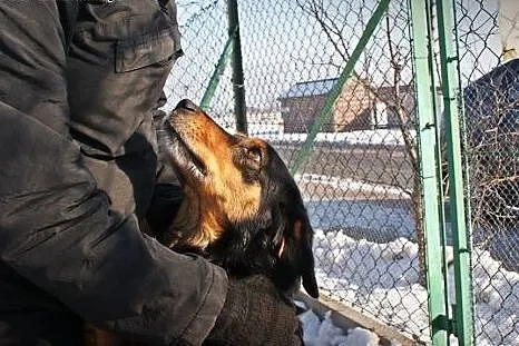 Pluto pies pełen miłości szuka domu!,  mazowieckie