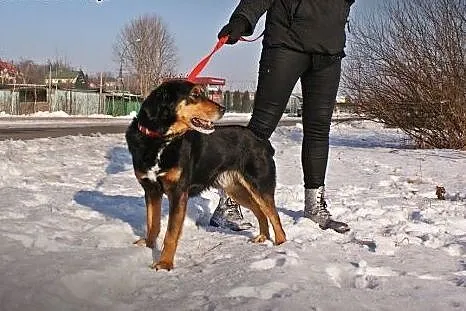 Pluto pies pełen miłości szuka domu!,  mazowieckie
