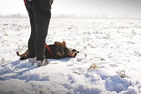 Pluto pies pełen miłości szuka domu!,  mazowieckie