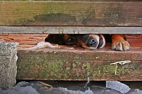 Pluto pies pełen miłości szuka domu!,  mazowieckie