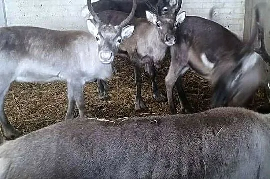 Renifer renifery młode oswojone, Warmińsko-mazurskie, Olsztyn