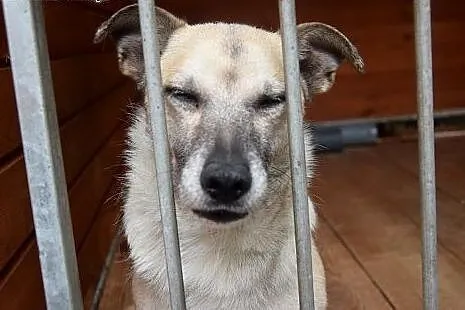 Fido, starszy piesiulo czeka na dom lub schronisko. ,  mazowieckie Warszawa