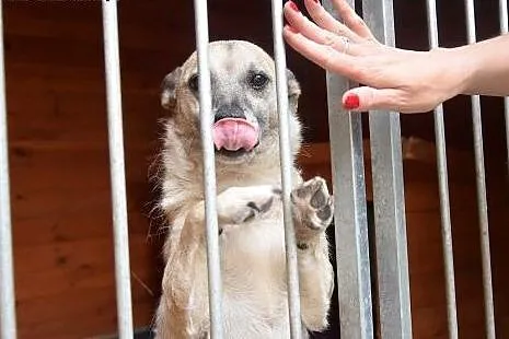 Fido, starszy piesiulo czeka na dom lub schronisko