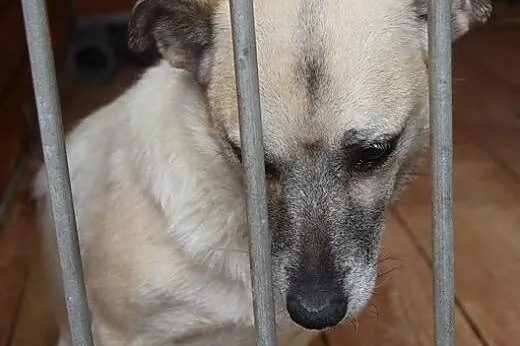 Fido, starszy piesiulo czeka na dom lub schronisko