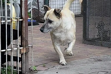 Fido, starszy piesiulo czeka na dom lub schronisko