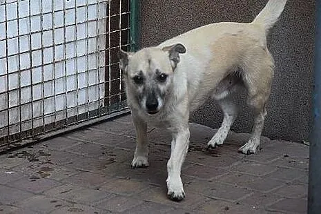 Fido, starszy piesiulo czeka na dom lub schronisko