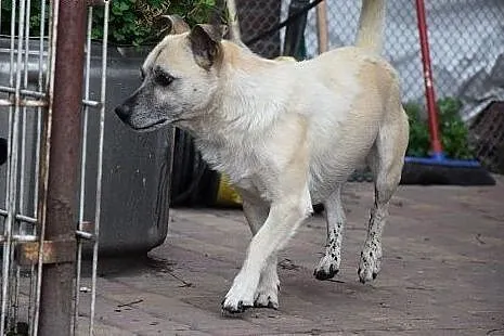 Fido, starszy piesiulo czeka na dom lub schronisko