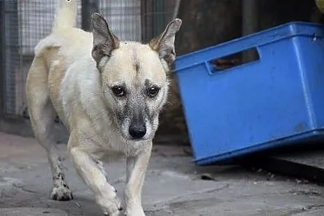 Fido, starszy piesiulo czeka na dom lub schronisko
