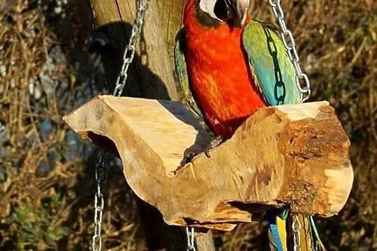 Huśtawki wolierowe dla duzych papug, Bochnia