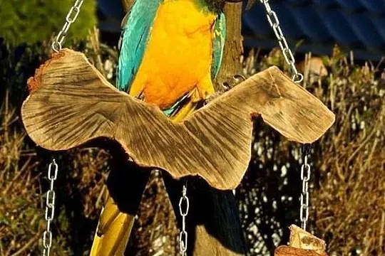 Huśtawki wolierowe dla duzych papug, Bochnia