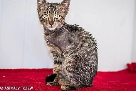 OTOZ Animals - Maciuś - cudowny kocurek burasek tr
