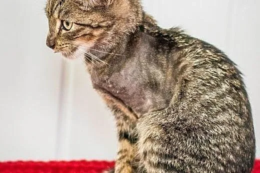 OTOZ Animals - Maciuś - cudowny kocurek burasek tr
