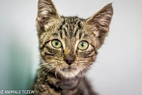 OTOZ Animals - Maciuś - cudowny kocurek burasek tr