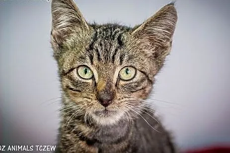 OTOZ Animals - Maciuś - cudowny kocurek burasek tr