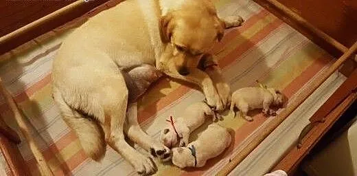 Labardor śliczne biszkoptowe szczenięta labradora