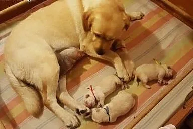 Labardor śliczne biszkoptowe szczenięta labradora 