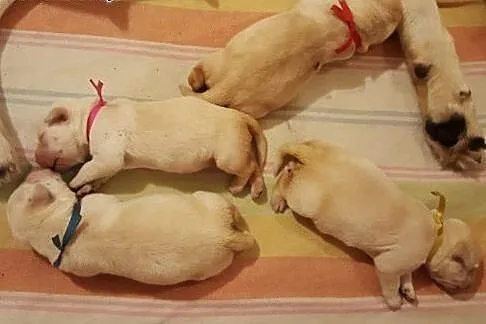 Labardor śliczne biszkoptowe szczenięta labradora 
