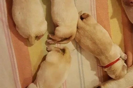 Labardor śliczne biszkoptowe szczenięta labradora 