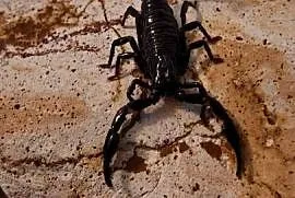 Heterometrus spinifer